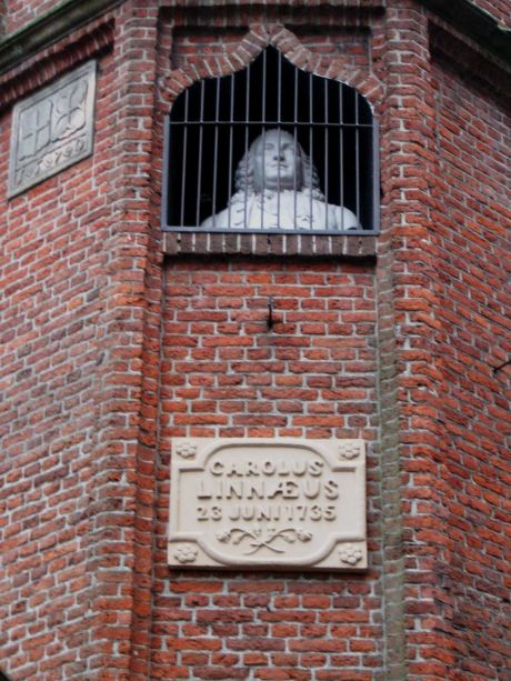 Borstbeeld Carolus Linnaeus